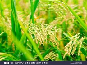 Paddy Seeds