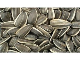 Sunflower Seeds Pack