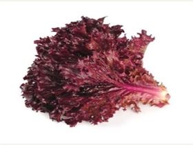 Lolo Ross Lettuce Red Lettuce