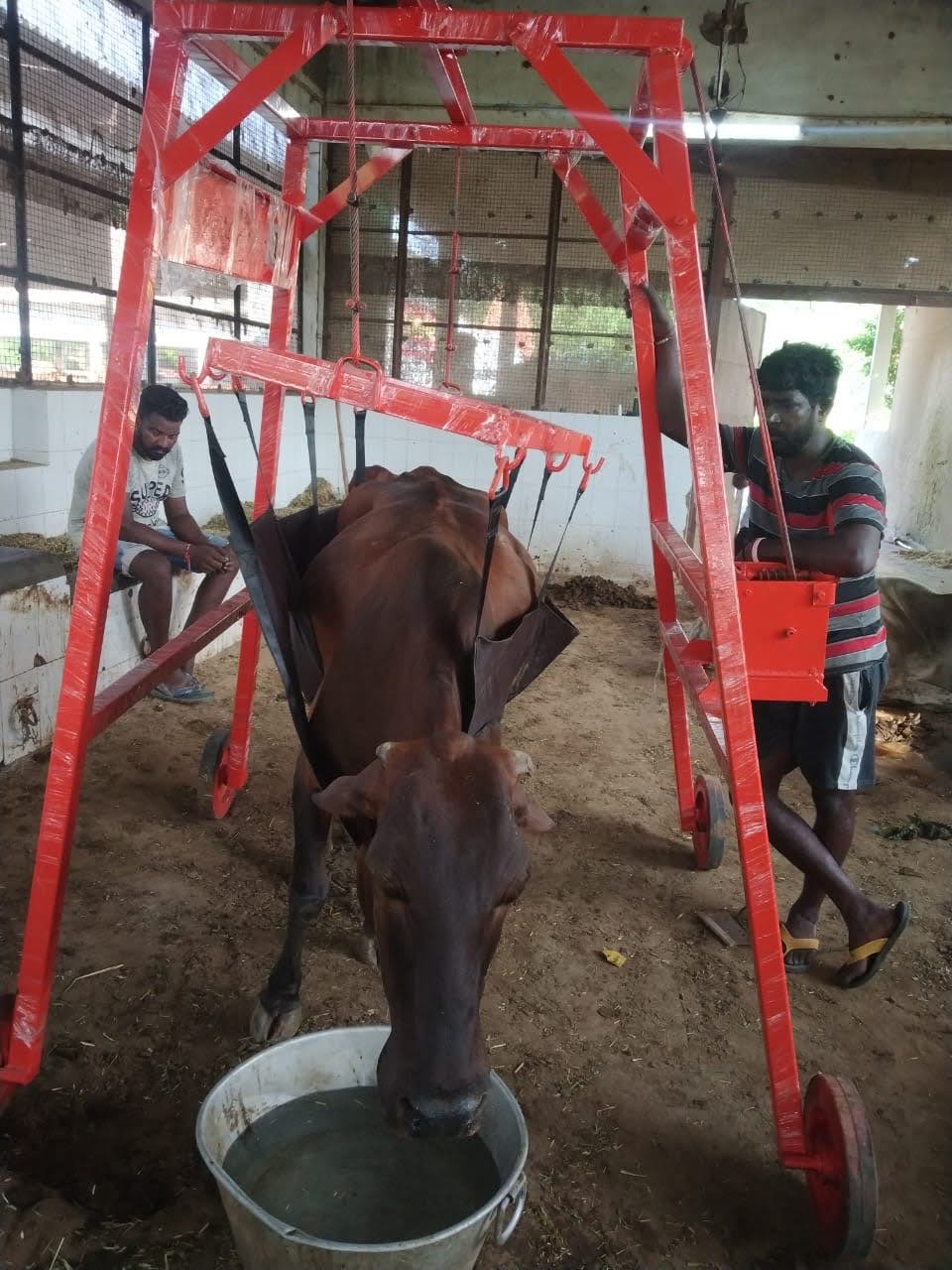 COW LIFTING MACHINE