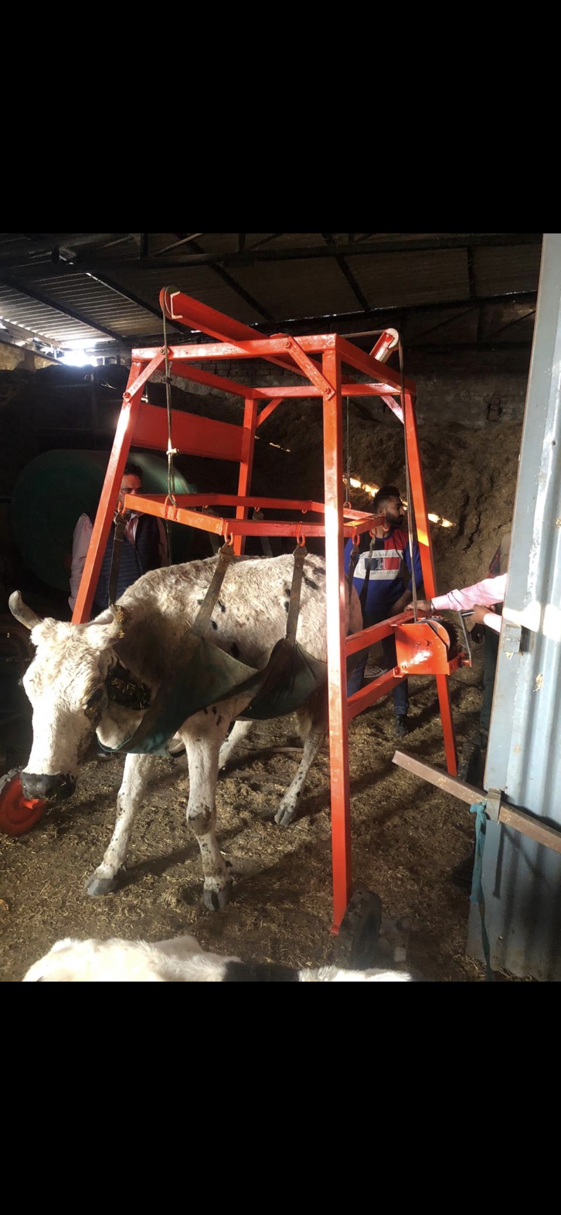 COW LIFTING MACHINE